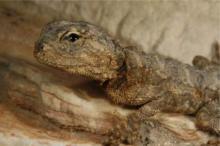 Agama, Common Ground