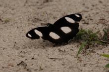Hypolimnas misippus