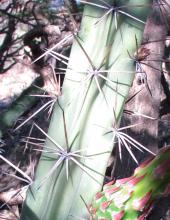 Harrisia pomanensis