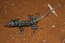 Lizard, Bushveld