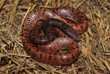 Hellmich's Wolf Snake