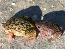 Shovel-nosed Frog, Mottled