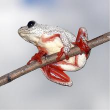 Angolan Reed Frog