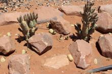 Tephrocactus articulatus