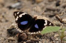 Junonia oenone