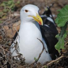 Kelp Gull