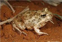 Sand Frog, Knocking