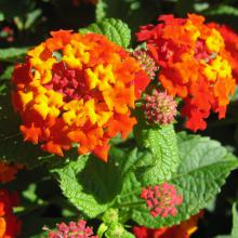 Lantana camara