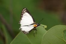 Leucochitonea levubu