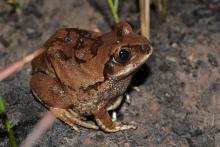 Tree Frog, Bocage's