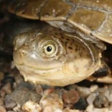 Central Marsh Terrapin