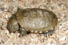 Terrapin, Central Marsh