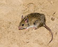 Multimammate mouse