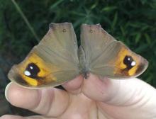 Melanitis leda