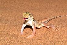 Lizard, Shovel-snouted