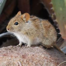 Mouse