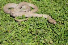 Mozambique Spitting Cobra