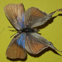 Myrina silenus