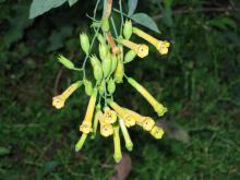 Nicotiana glauca