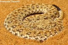 Namaqua Dwarf Adder