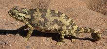Chameleon, Namaqua