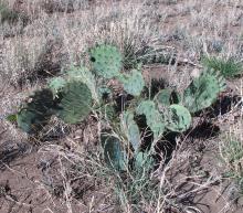 Opuntia engelmannii