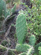 Opuntia ficus-indica