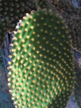 Opuntia microdasys