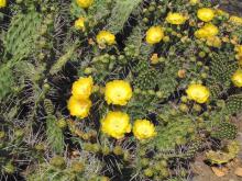 Opuntia sulphurea