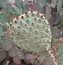 Opuntia rufida
