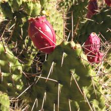 Opuntia stricta - Common pest pear