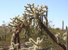 Cylindropuntia fulgida var. mamillata