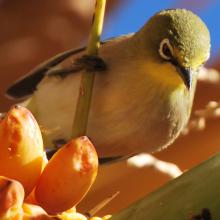 Orange River white-eye