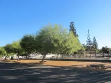 Parkinsonia aculeata