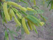Prosopis glandulosa