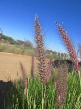 Pennisetum setaceum