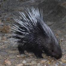 Southern African Porcupine