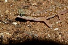 Gecko, Speckled