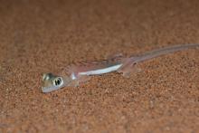 Gecko, Namib Web-footed