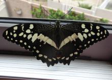 Papilio demodocus