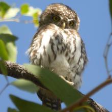 Pearl spotted owlet