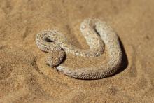 Péringuey's Adder