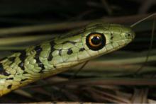Spotted or Variegated Bush Snake