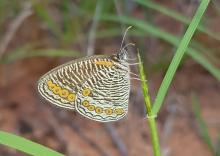 Physcaeneura panda