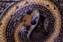 Two-striped Shovel-snout