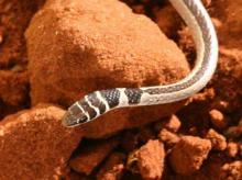 Dwarf Sand Snake