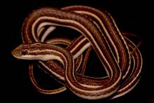Fork-marked Sand Snake