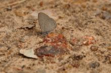 Pseudonacaduba sichela