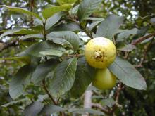 Psidium guajava