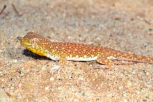 Gecko, Koch's Barking
